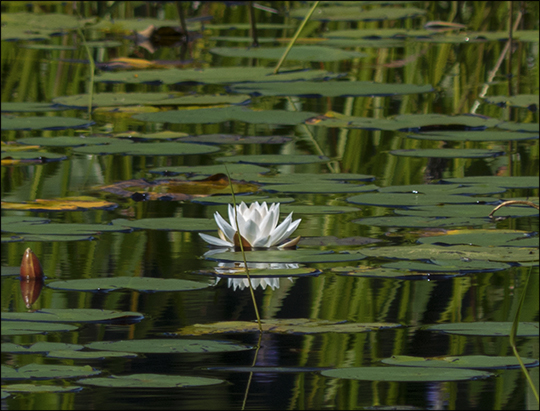 Adirondack Wildflowers: White Water Lily along the Bobcat Trail (31 July 2013)