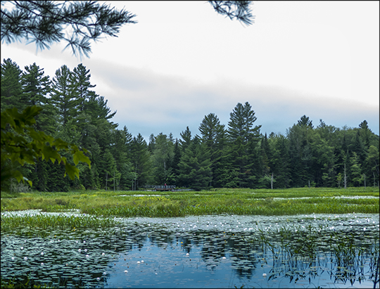 Adirondack Wetlands:  Heron Marsh from the Bobcat Trail (31 July 2013)