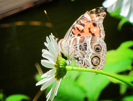 Adirondack Butterflies:  American Lady (12 July 2012)