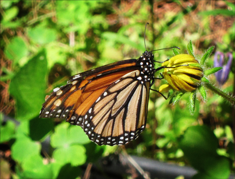 Adirondack Butterflies:  Monarch Butterfly (10 July 2012)