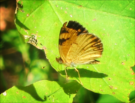 Adirondack Butterflies:  Pearl Crescent (30 July 2012
