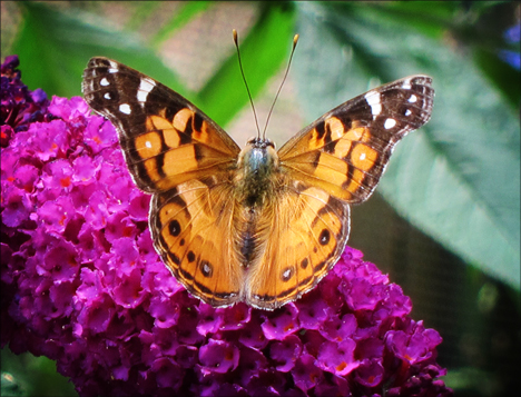 Adirondack Butterflies:  American Lady (11 August 2012)