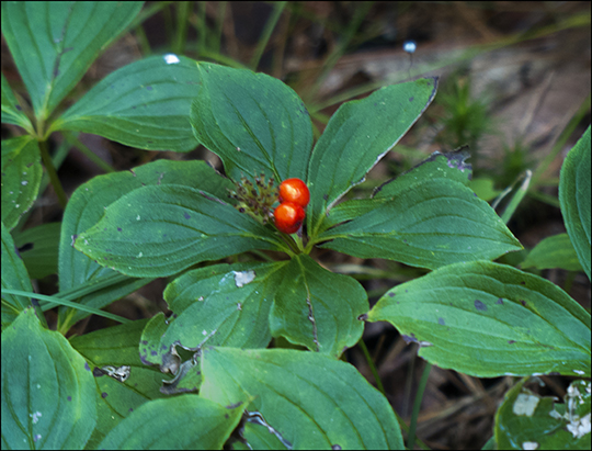 Adirondack Wildflowers:  Bunchberry near the Easy Street Trail (19 August 2013)