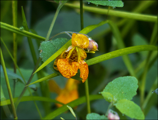 Adirondack Wildflowers: Spotted Touch-me-not on the Fox Run Trail (21 August 2013)