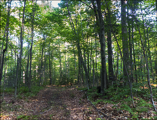 Adirondack Habitats: Hardwoods on the Fox Run Trail (21 August 2013)
