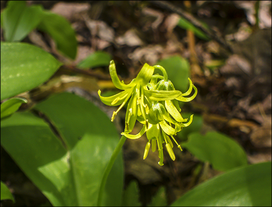 Adirondack Wildflowers:  Clintonia in bloom at the Paul Smiths VIC (1 June 2013)