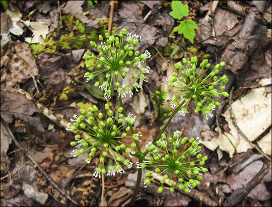 Adirondack Wildflowers:  Wild Sarsaparilla on the Boreal Life Trail (1 June 2013)