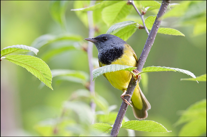Birds of the Adirondacks: Mourning Warbler. Lake Placid, New York. Photo by Larry Master. www.masterimages.org