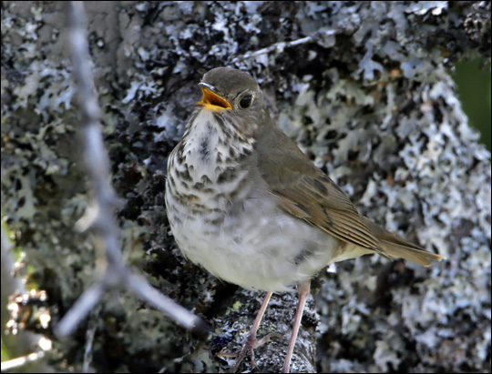 Birds of the Adirondacks: Bicknell's Thrush. Photo by Larry Master. www.masterimages.org