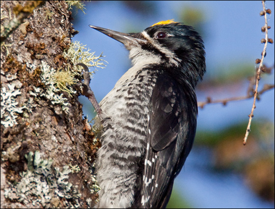 Birds of the Adirondacks: Black-backed Woodpecker. Bloomingdale, NY.  Photo by Larry Master. www.masterimages.org