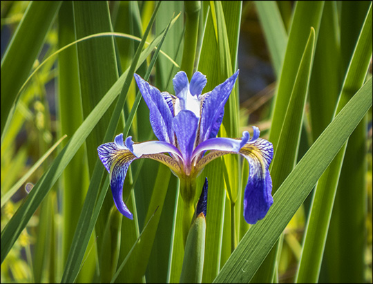Adirondack Wildflowers: Blue Flag Iris on Heron Marsh at the Paul Smiths VIC (6 June 2015)