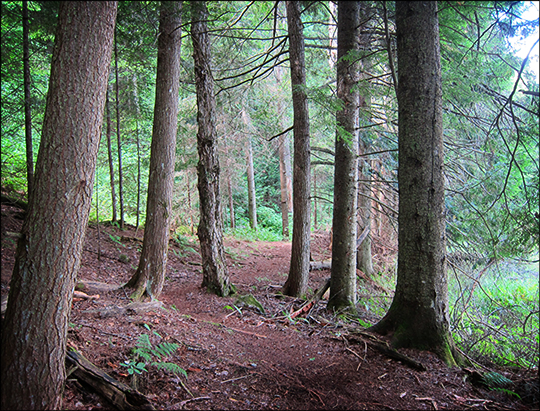 Adirondack Habitats: Mixed forest on the Long Pond Trail (16 August 2012)