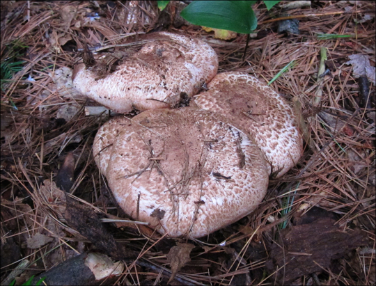 Mushrooms of the Adirondacks: Agaricus sp on the Heron Marsh Trail at the Paul Smiths VIC (8 August 2012)