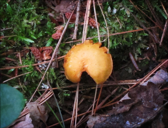 Mushrooms of the Adirondacks:  Gymnopilus sp on the Heron Marsh Trail at the Paul Smiths VIC (8 August 2012)