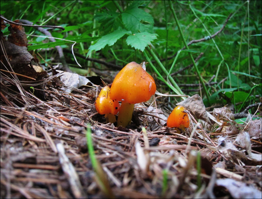 Mushrooms of the Adirondacks:  Hygrophorus conicus on the Heron Marsh Trail at the Paul Smiths VIC (8 August 2012)