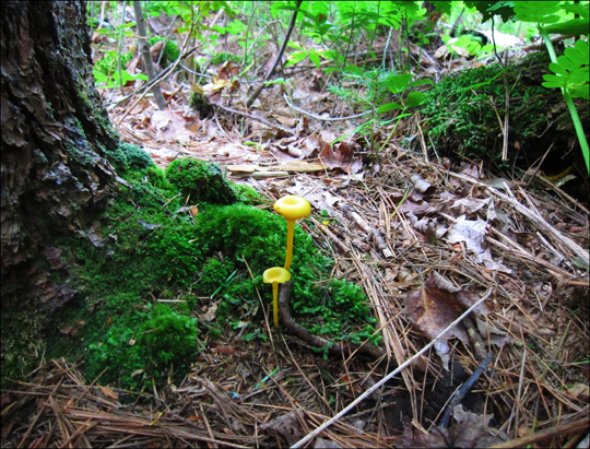 Mushrooms of the Adirondacks:  Hygrophorus nitidus on the Heron Marsh Trail at the Paul Smiths VIC (8 August 2012)