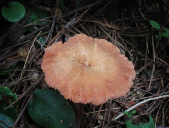 Mushrooms of the Adirondacks:  Laccaria sp on the Heron Marsh Trail at the Paul Smiths VIC (8 August 2012)