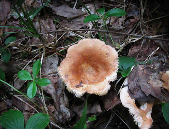 Mushrooms of the Adirondacks:  Russula compacta on the Heron Marsh Trail at the Paul Smiths VIC (8 August 2012)