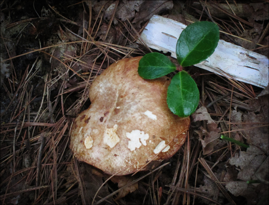Mushrooms of the Adirondacks:  Suillus granulatus on the Heron Marsh Trail at the Paul Smiths VIC (8 August 2012)