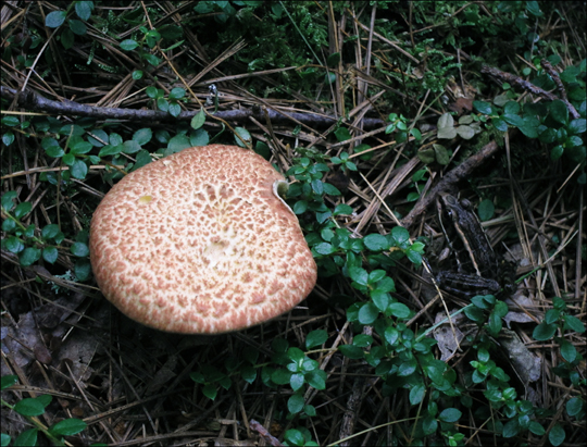 Mushrooms of the Adirondacks:  Suillus pictus on the Heron Marsh Trail at the Paul Smiths VIC (8 August 2012)