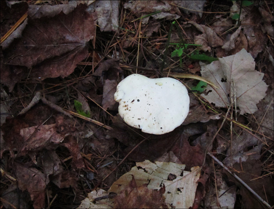 Mushrooms of the Adirondacks:  Suillus placidus on the Heron Marsh Trail at the Paul Smiths VIC (8 August 2012)