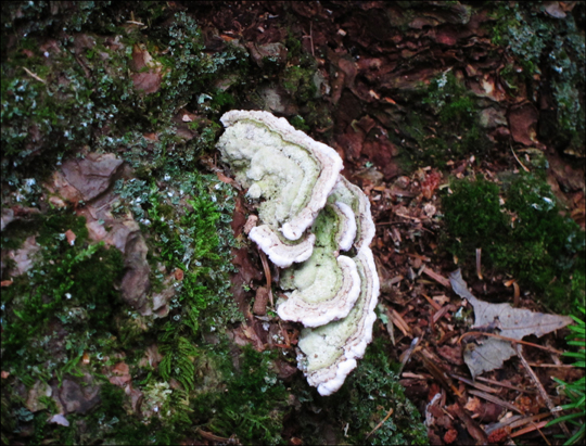 Mushrooms of the Adirondacks:  Trichaptum abietinum on the Silviculture Trail at the Paul Smiths VIC (8 August 2012)