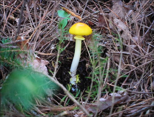 Mushrooms of the Adirondacks:  Amanita flavoconia on the Heron Marsh Trail at the Paul Smiths VIC (8 August 2012)
