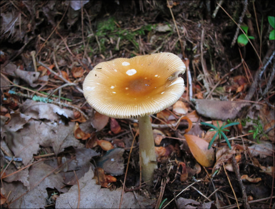 Mushrooms of the Adirondacks:  Amanita fulva on the Heron Marsh Trail at the Paul Smiths VIC (8 August 2012)