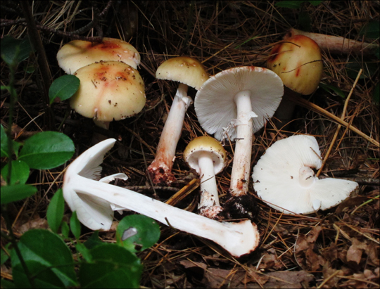 Mushrooms of the Adirondacks:  Amanita rubescens on the Heron Marsh Trail at the Paul Smiths VIC (8 August 2012)