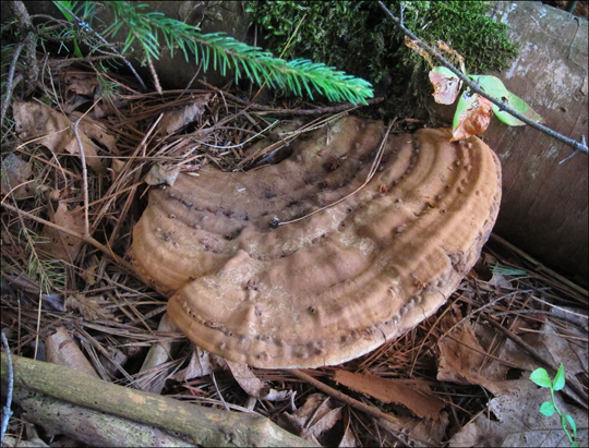 Mushrooms of the Adirondacks:  Ganoderma applanatum on the Heron Marsh Trail at the Paul Smiths VIC (8 August 2012)