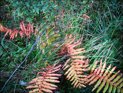 Ferns in fall on the Heron Marsh Trail at the Paul Smiths VIC (17 September 2011)