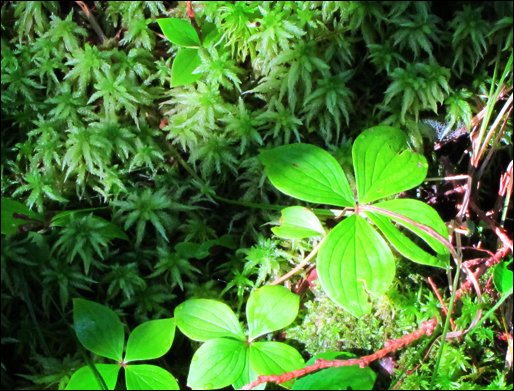 Adirondack Wildflowers:  Bunchberry and Moss at the Paul Smiths VIC (17 September 2011)