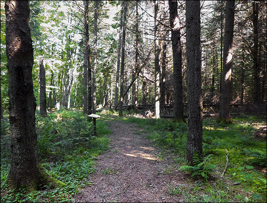 Adirondack Habitats: Conifers on the Silvi Trail (19 August 2013)