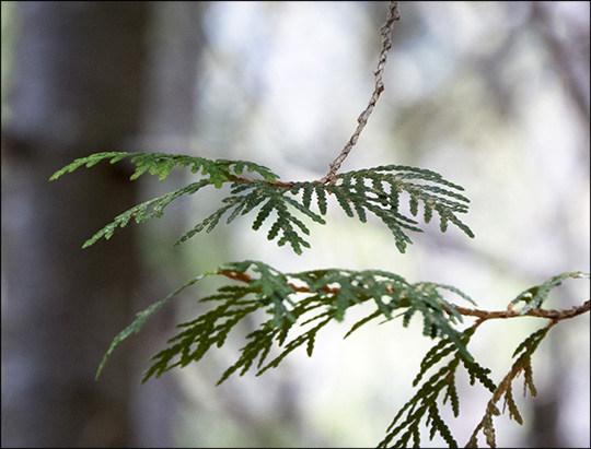 Trees of the Adirondack Mountains: Northern White Cedar on the Jenkins Mountain Trail at the Paul Smiths VIC (17 May 2015)