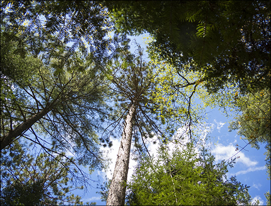 Trees of the Adirondack Mountains: Red Pine on the Woods and Waters Trail at the Paul Smiths VIC (17 May 2015)