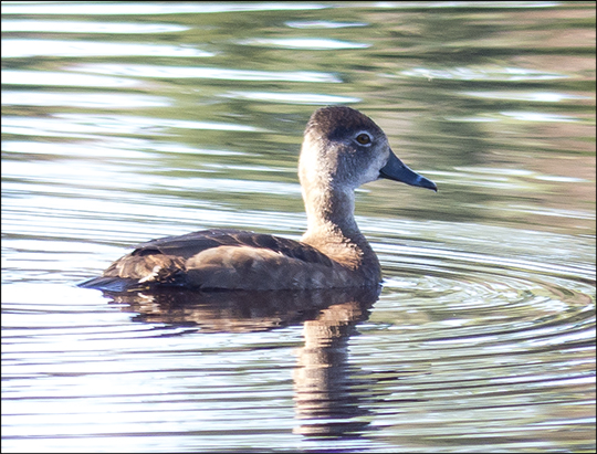 Birds of the Adirondacks:  Ring-necked Duck on Heron Marsh (7 May 2013)
