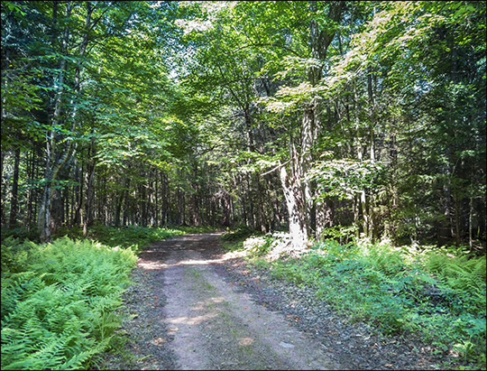 Adirondack Habitats:  Mixed Conifer/Hardwood Forest along the Logger's Loop Trail at the Paul Smiths VIC (11 July 2015)