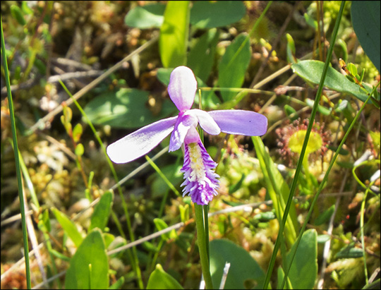 Wildflowers of the Adirondacks: Rose Pogonia on Barnum Bog at the Paul Smiths VIC (11 July 2015)