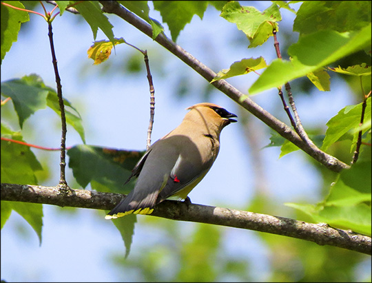 Birds of the Adirondacks: Cedar Waxwing near the VIC building (11 July 2015)