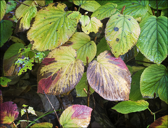 Shrubs of the Adirondacks:  Hobble Bush on the Logger's Loop Trail (11 September 2013)