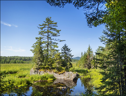 Adirondack Wetlands:  Heron Marsh from the Barnum Brook Trail (12 July 2014)