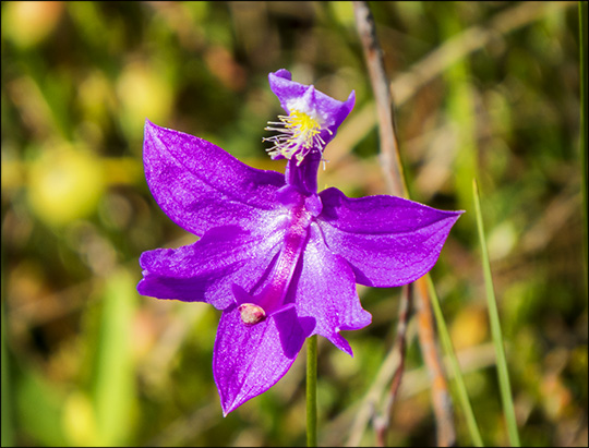 Adirondack Wildflowers: Grass Pink on Barnum Bog (12 July 2014)