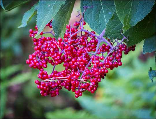 Shrubs of the Adirondacks:  Red Elderberry on the Barnum Brook Trail (12 July 2014)