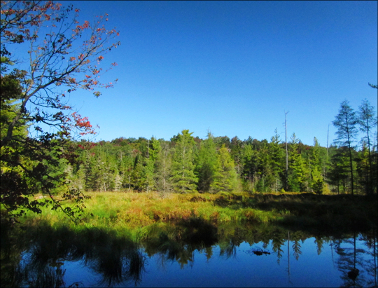 Adirondack Wetlands:  Wetlands around Barnum Brook along the Jenkins Mountain Trail at the Paul Smiths VIC (12 September 2012)