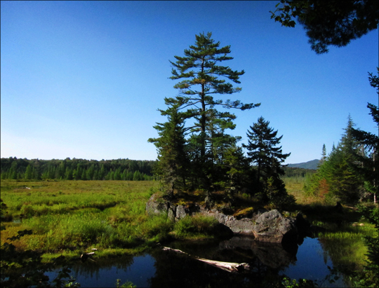 Adirondack Wetlands:  Heron Marsh from the Barnum Brook Trail at the Paul Smiths VIC (12 September 2012)