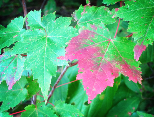 Fall in the Adirondacks: Red Maple on the Barnum Brook Trail (12 September 2012)