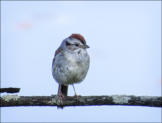 Birds of the Adirondacks:  Swamp Sparrow on Heron Marsh from the Heron Marsh Trail Tower (13 June 2015)