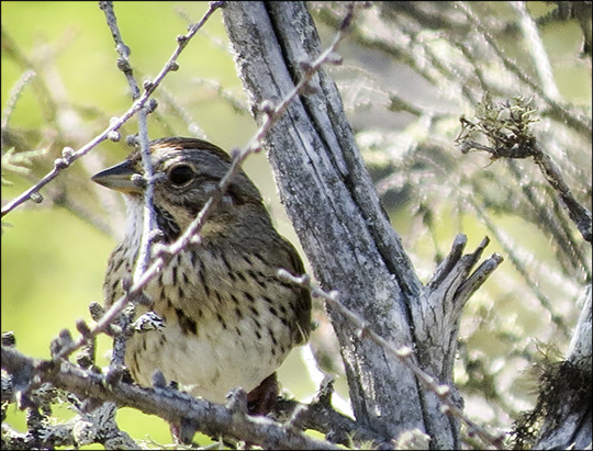 Birds of the Adirondacks: Lincolns Sparrow on Barnum Bog from the Boreal Life Trail board walk at the Paul Smiths VIC (13 June 2015)