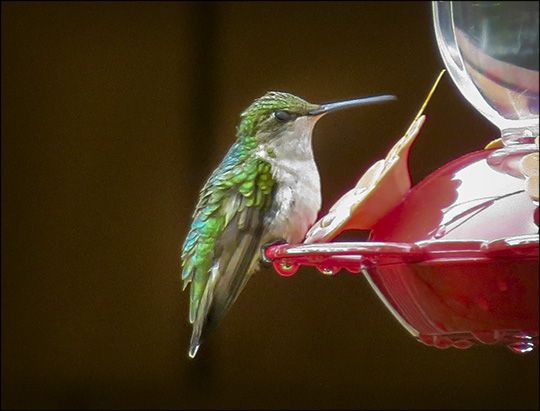 Birds of the Adirondacks: Ruby-throated Hummingbird by the VIC building (14 June 2014)