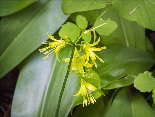 Adirondack Wildflowers: Clintonia on the Boreal Life Trail (14 June 2014)